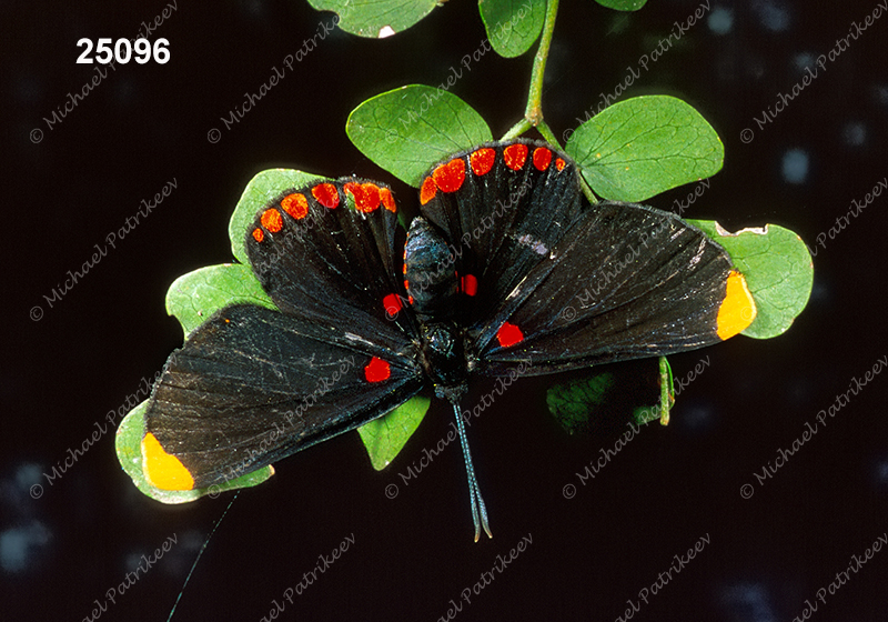 Red-bordered Pixie (Melanis pixe)